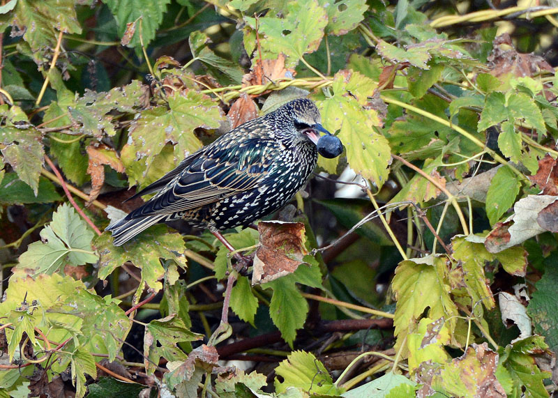 Storni, Sturnus vulgaris